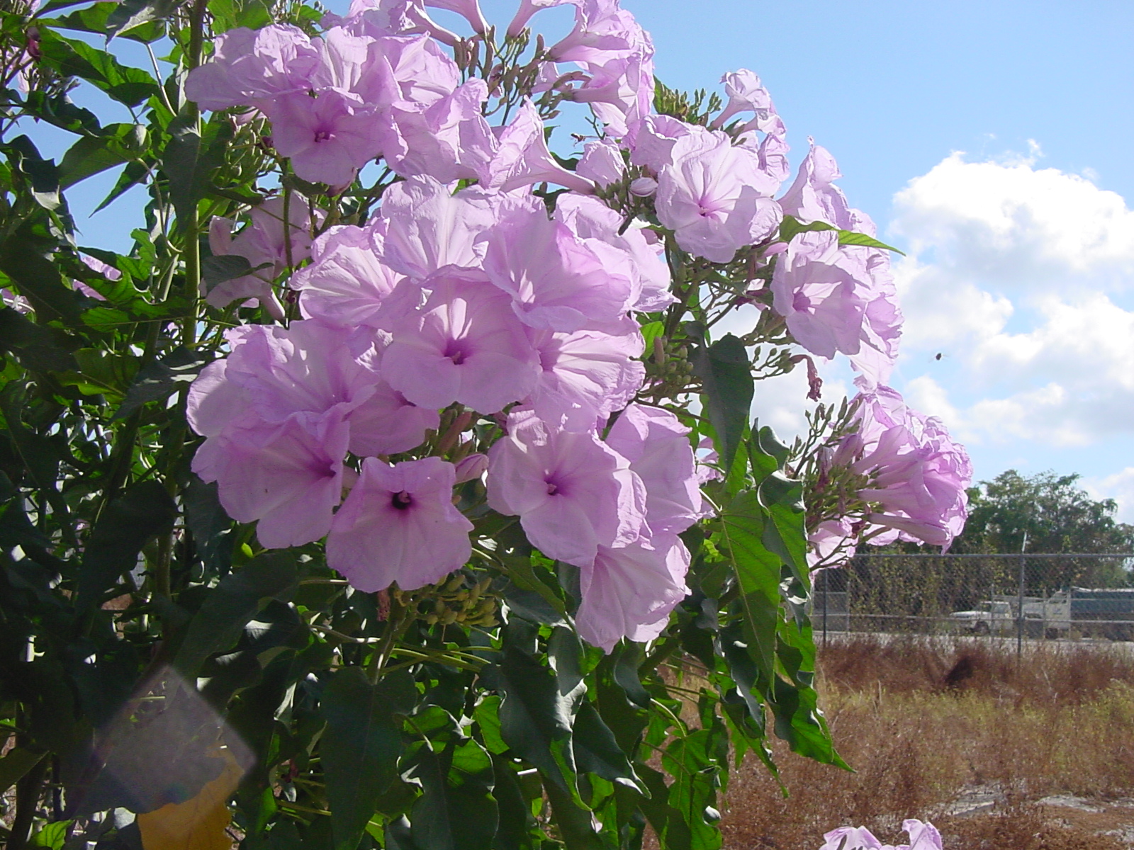86-Bushmorningglory-JULY-SUMMER.JPG