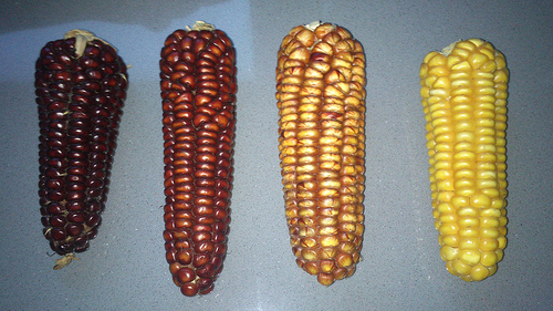 8674050521_718ff36f08.jpg
