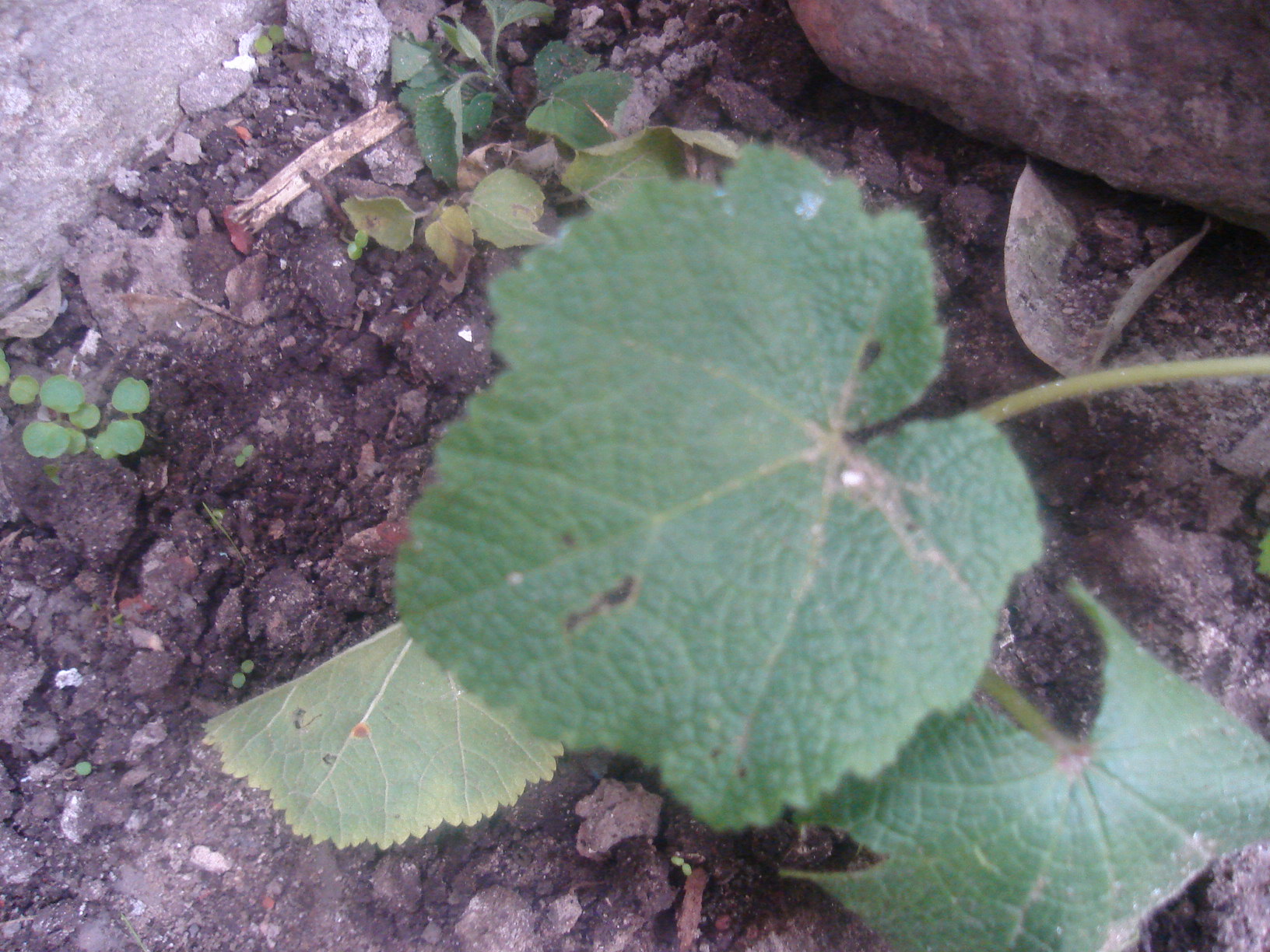 871746dsc00657.jpg