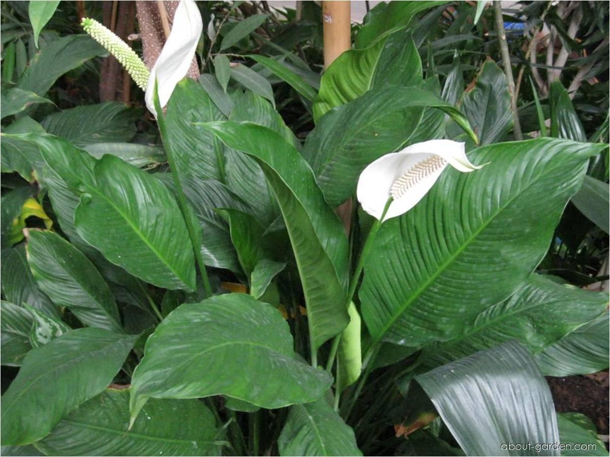 8723-lopatkovec-spathiphyllum-wallisii.jpg