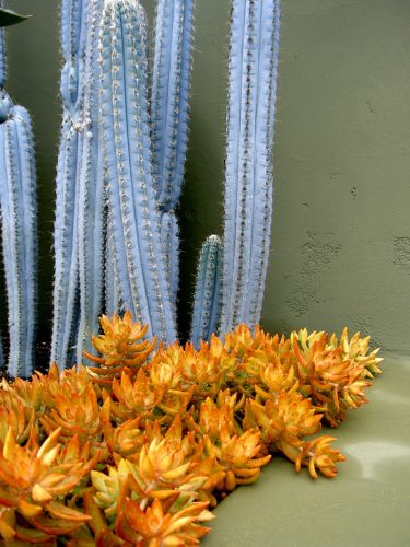 886_Pilosocereussedum_3.jpg