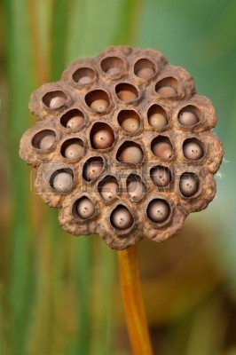 8890474-vaina-de-semilla-de-lotus-estadounidense-nelumbo-lutea-en-estado-salvaje.jpg