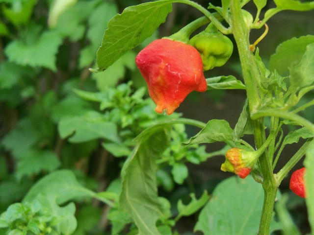 8971011583redda9.jpg