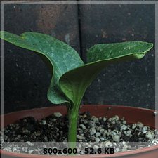 8c8d316ccb5400c7ce3d735967f1e1eco.jpg