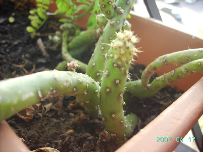 8Cactus4.jpg
