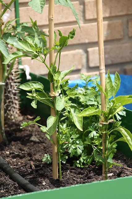 9%252520-%252520Pimientos_padron_mesa_1.JPG