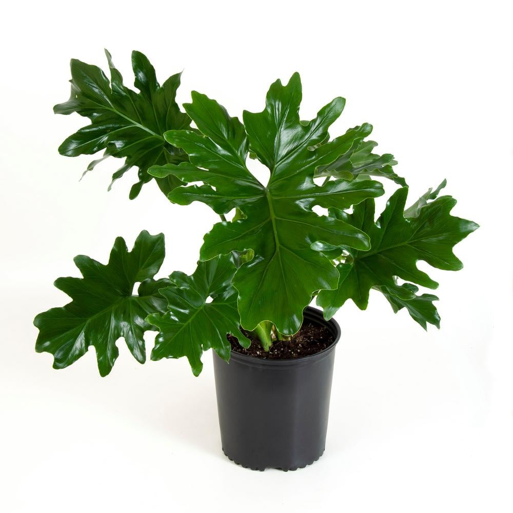 9%2F04%2F17%2F036%2Fn%2F1922794%2Fca2f0b6b390e06db_netimgT1fx7t%2Fi%2FPhilodendron-Selloum-Plant.jpg