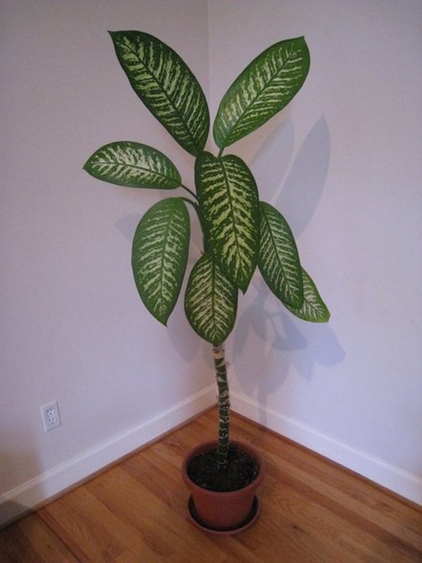 9+Ca%25C3%25B1a+muda+%2528Dieffenbachia%2529.jpg