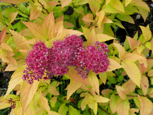 9020732698_c467b7a488_z.jpg