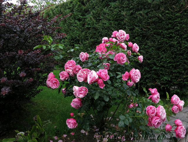 9079015250_498d34edb3_z.jpg