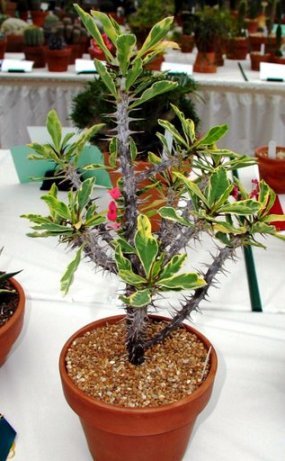 908645_HSCS_2006_068_Euphorbia_milii_variegata.JPG
