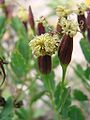 90px-Porophyllum_ruderale_2.jpg