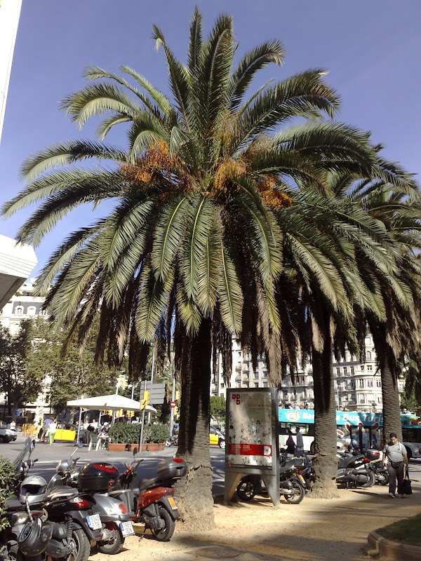 9109+P+Palmera+de+Canarias+131020091665.jpg