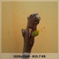 926ae2c7cca3541efb9af4adcacf00ado.jpg