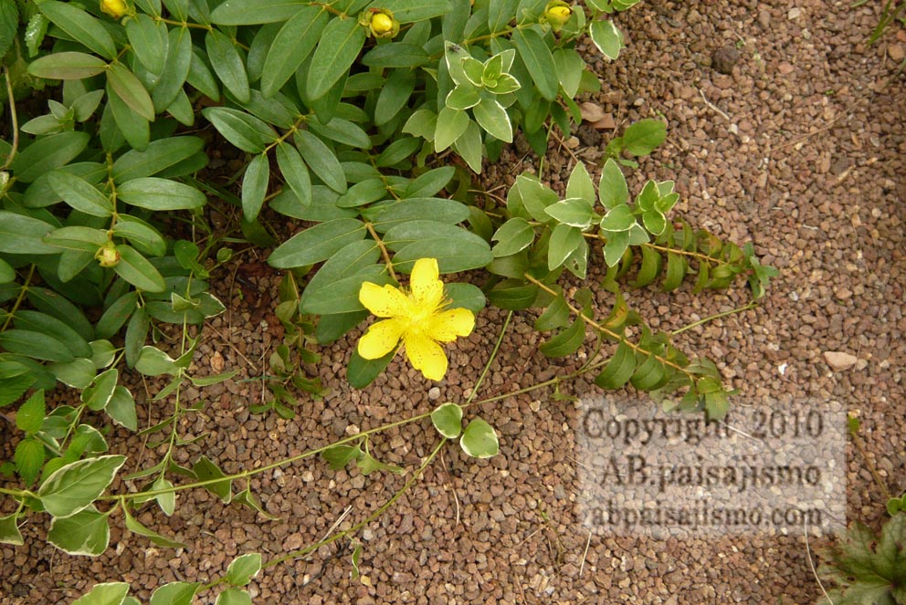 9289d1276678106-el-jardin-de-la-parroquia-p1040360.jpg