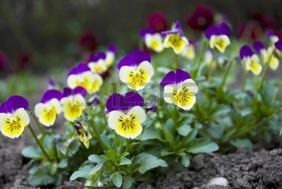9362064-flor-bella-viola-pansy-en-primavera-en-un-jardin.jpg