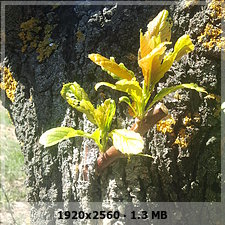 93adebc39f1d405486d436f484a3e56co.jpg