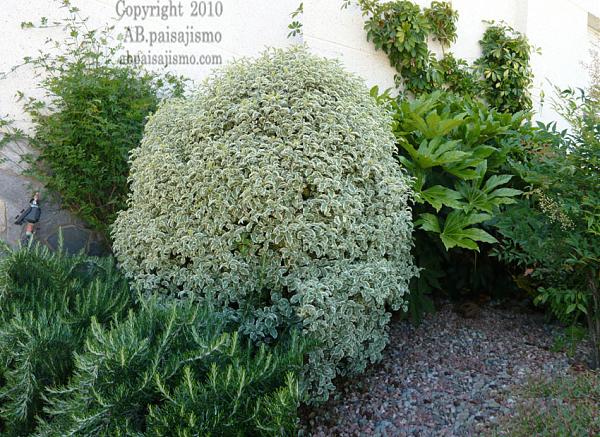 9426d1276864624t-remodelacion-de-jardin-bajo-pinos-panoramicapittosporum-tenuifolia27-28.jpg