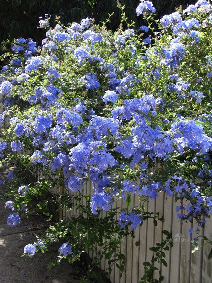 947aa31403c4195e81b55dea340ee96a--pool-plants-garden-plants.jpg