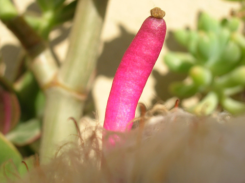 950042667_558c13e136.jpg
