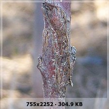 9532fe5e068264d09a4bbca29185d8eco.jpg