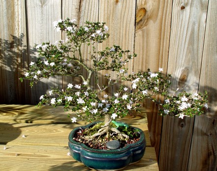 9563eenOki04Serissa.jpg