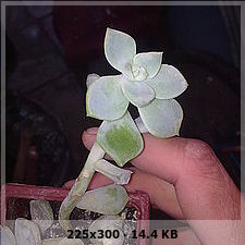 95a32fa160a7d362a24102ac1938c064o.jpg