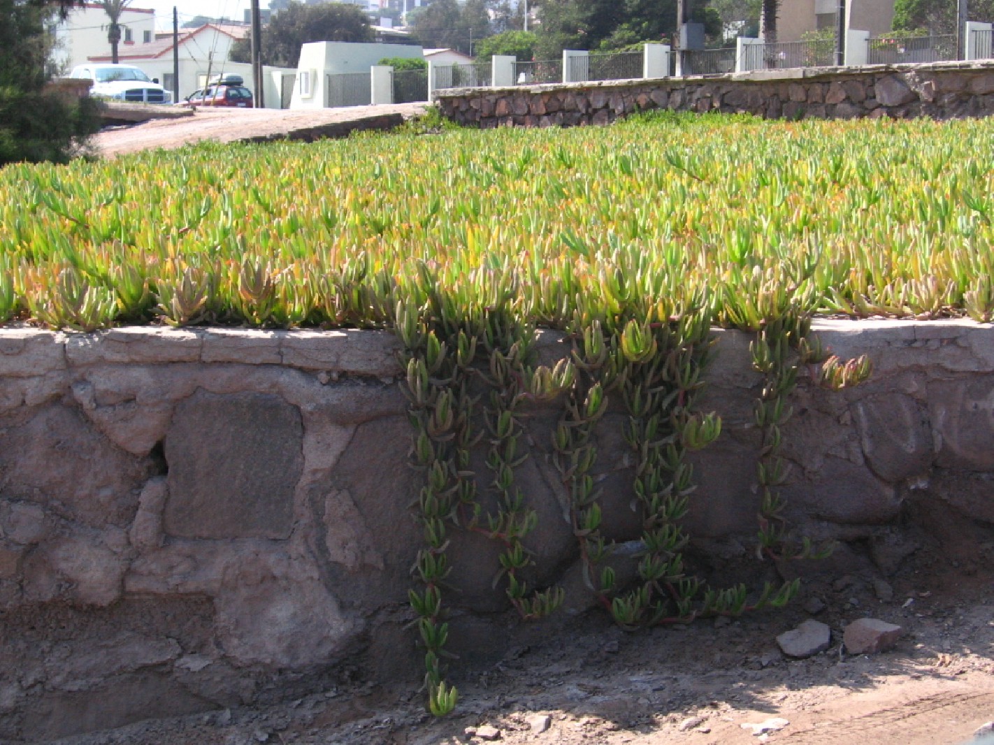 96349planta%20rastrera%201.jpg