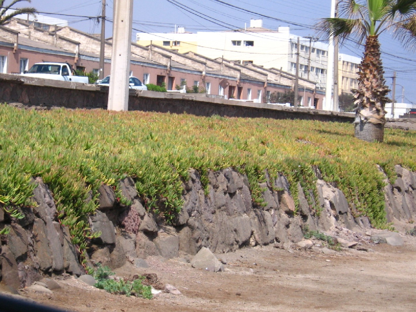 96350planta%20rastrera%202.jpg