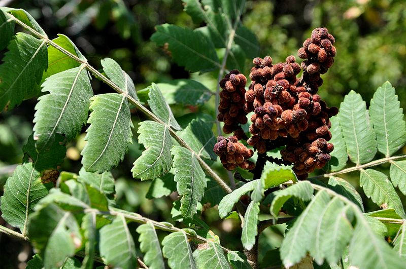 %97%E1%83%A3%E1%83%97%E1%83%A3%E1%83%91%E1%83%9D_Rhus_coriaria_Gerbersumach%2C_Gew%C3%BCrzsumach.JPG