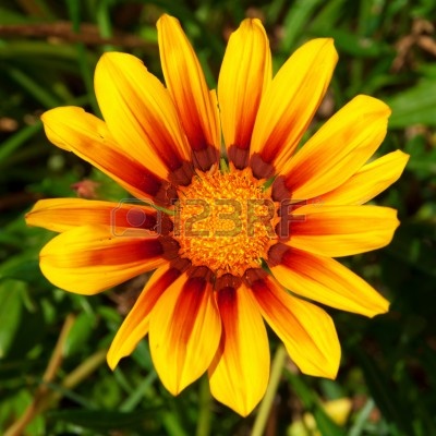 9729053-vibrante-gazania-amarilla-flor-nativo-del-sur-de-africa.jpg