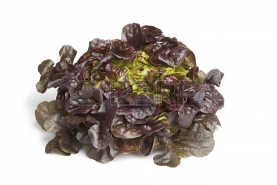 9745931-lechuga-hoja-de-roble-sobre-fondo-blanco.jpg