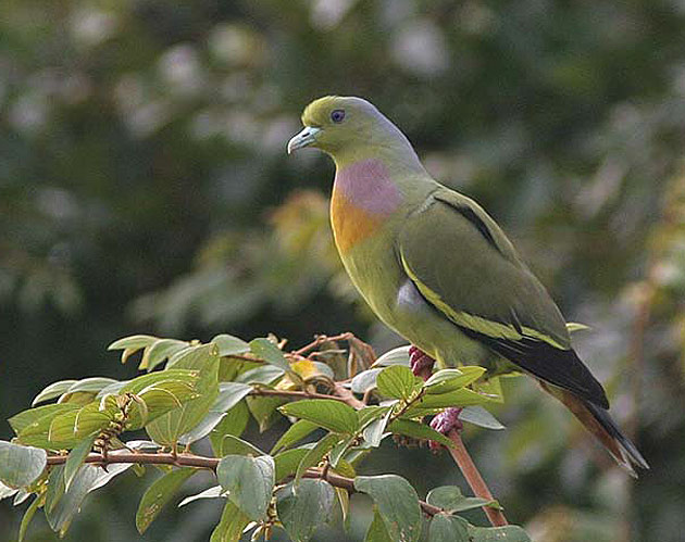 9757_treronbicinctusyala.jpg