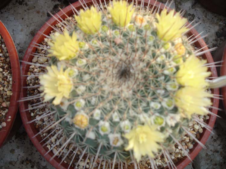 97622709_3175cf08e3_o.jpg
