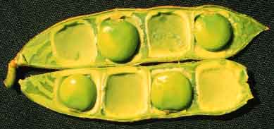 98-ACG-PI-d-1027.jpg
