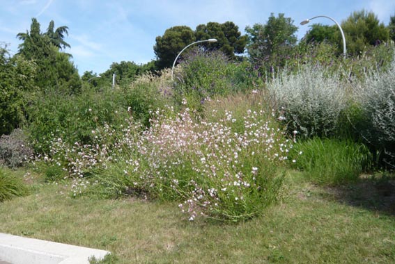 9802d1277633262-un-paseo-por-jardines-de-barcelona-p1040699.jpg