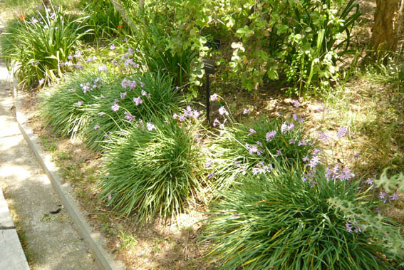 9807d1277633520-un-paseo-por-jardines-de-barcelona-p1040629.jpg