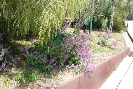 9813d1277633593-un-paseo-por-jardines-de-barcelona-p1040649teucrium-betonicum.jpg