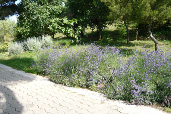 9820d1277635434-un-paseo-por-jardines-de-barcelona-p1040713.jpg