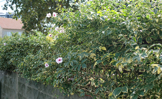 9851800125_a9f6d6ef36_z.jpg