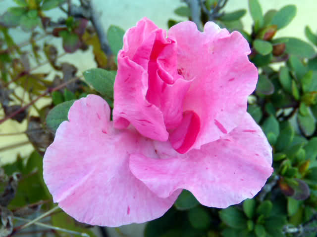 98d1r7.jpg