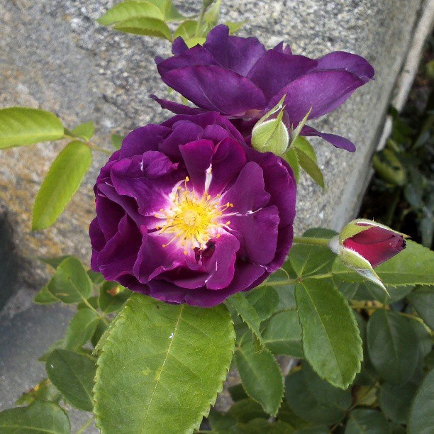 9916844996_7cd0ea4508_z.jpg