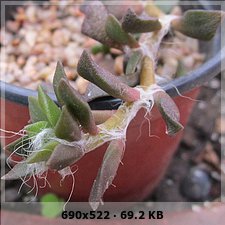 992b034ff98443e35420163f436433feo.jpg
