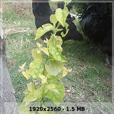 9968ae2104e96ab6d3563afe41daf0f8o.jpg