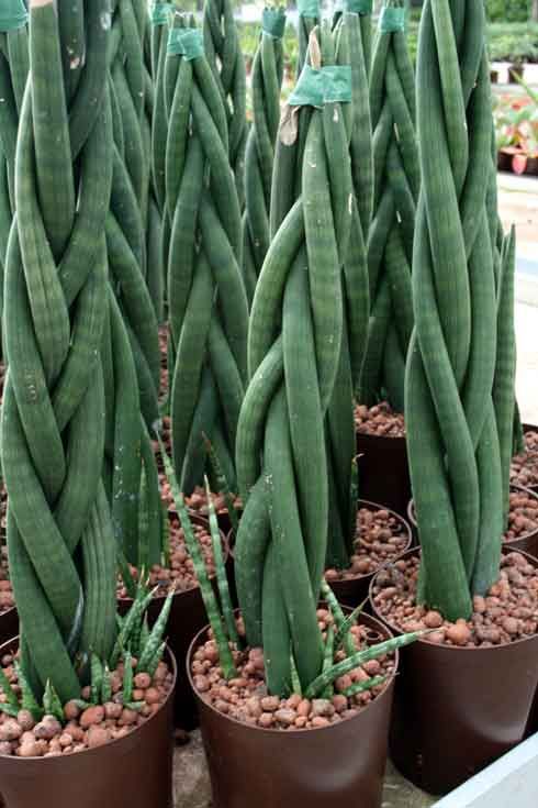 999e913527b67c548996feb50edf3cd7--asparagus-plant-potted-garden.jpg