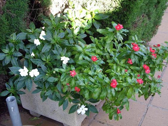 9_Jardin2.JPG