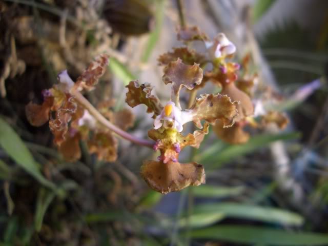 9abrilorchids008.jpg