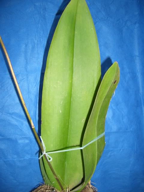 9abrilorchids021.jpg