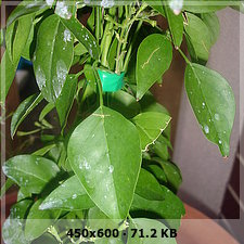 9b57d1655eb694a6990abdfd11e02ef8o.jpg