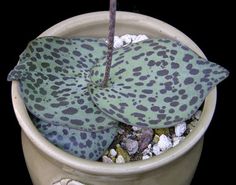 9c59d4f9ec7bf3d564e8e4063ab6b921--cacti-succulents.jpg